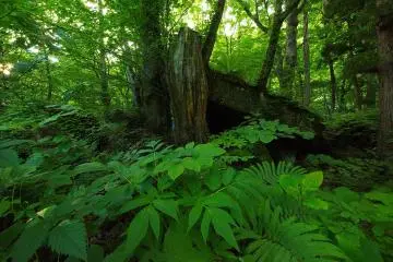 The surrounding forest