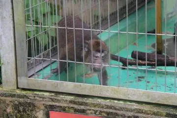 Le macaque crabier est un singe omnivore, complétant son régime essentiellement végétarien de crabes, insectes, poissons et reptiles