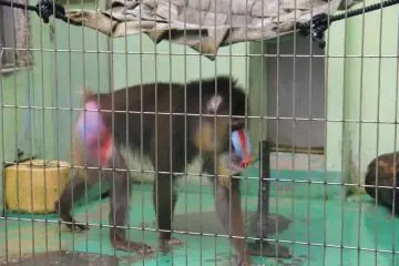 Le mandrill est peut être aussi beau de face que de dos