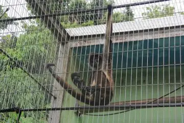 Le singe-araignée à tête brune est originaire d'Amérique latine
