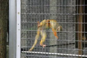Le singe-écureuil commun est peut être le plus petit et  le plus mignon des primates du Zoo d'Okinawa
