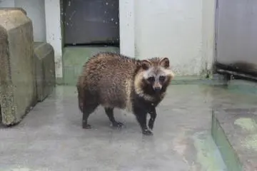 <p>Is it a racoon or a dog? It's a racoon dog native to east Aasia and Japan</p>