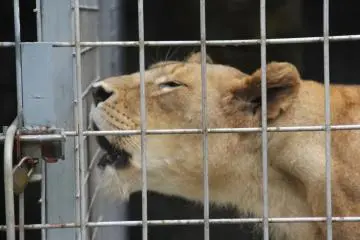 <p>The Okinawa Zoo's Nature Land features a pair of loud lions that can be heard long before seen</p>