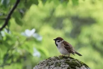 The castle is home to many sparrows ...