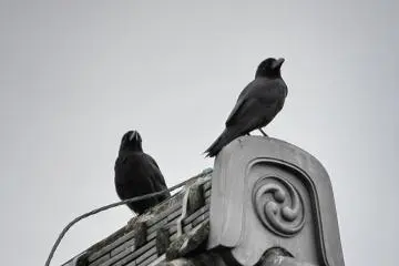 ... and crows