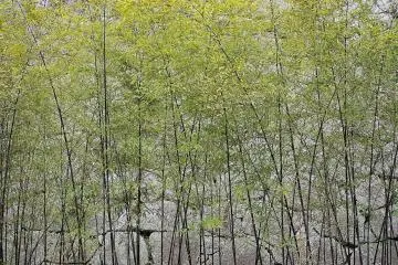 The castle is a place of many textures. Stones and bamboo ...