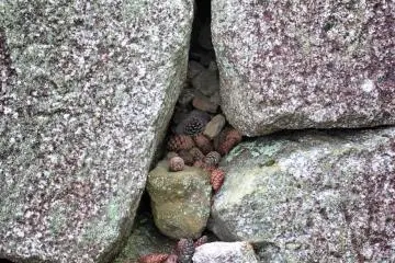 ... stones and pine cones ...