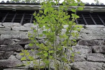 ... stones and succulent plants ...