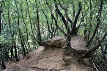 Erosion has created an interesting tummock. The woods on the hill are quite beautiful