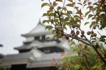 The beautiful plum blossom of early spring turns into real plums before the summer