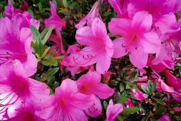 In summer you will find a lot of flowers