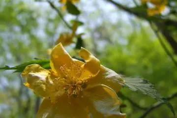 길을 뒤덮고있는 예쁘고 섬세한 꽃들이 많이있었습니다.