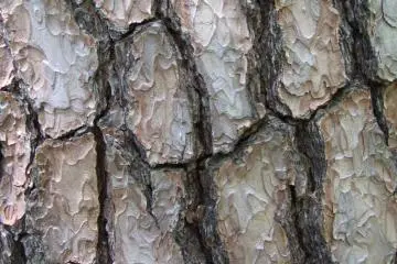 <p>And some big beautiful pine trees as well</p>