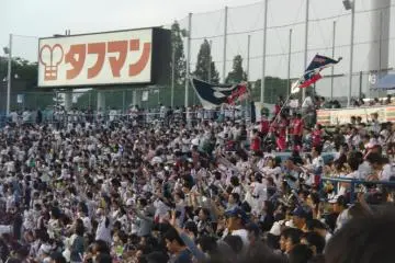 <p>Swallows fanatics</p>