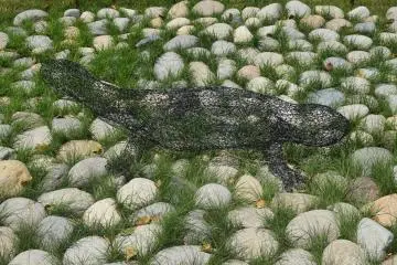 "Andrias Japonicus" by Hironori Hashi