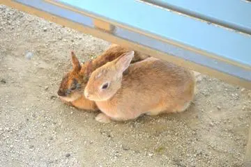 Two bunnies relaxing under a bench