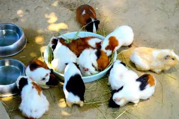 Guinea pigs gathering 