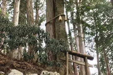Marriage Trees