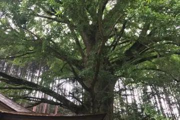 Giant Ginkgo Tree