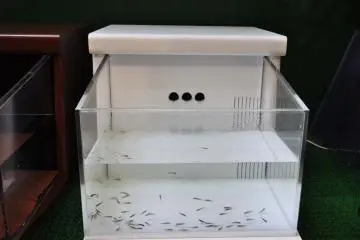 One of the smaller tanks I saw for the fish pedicures