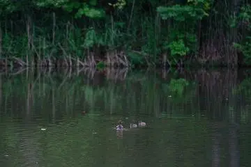 If you are lucky, in summer you can also spot chicks following their mother