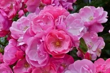 <p>My favorite rose, &ldquo;Angela&rdquo;</p>