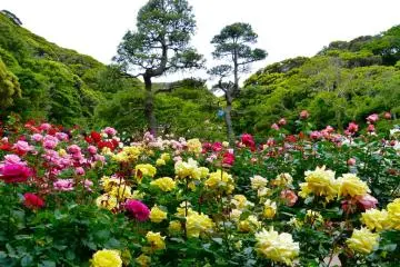 <p>May is the season of the rose</p>