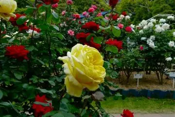 <p>The roses burst into bloom in mid May</p>