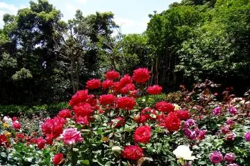 <p>Gorgeous and elegant</p>