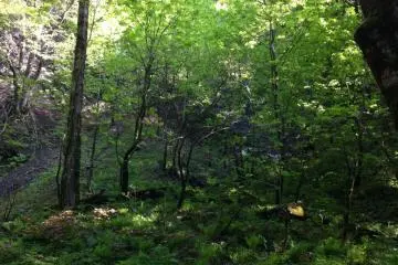 On my way to the waterfall I walked in the forest and enjoyed the fresh green leaves