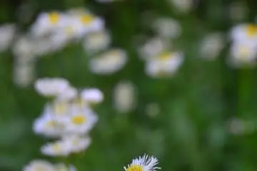 One of the flower species in the Honmaru Area.