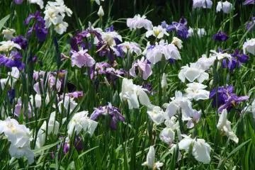 Irises in bloom in Itako