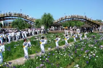 Dancers amongst the irises