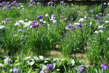 Irises in Itako