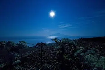 Flowers gently lit up in the moonlight