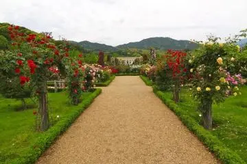 <p>วิวสวยงามมากๆ ไม่ว่าคุณยืนอยู่ตรงจุดไหนในสวนกุหลาบ</p>