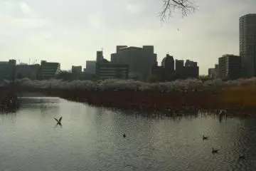 Nice weather for ducks