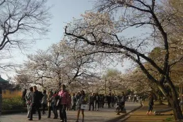 Strolling through the park on a spring day