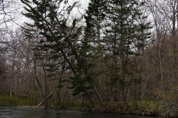 Lots of fallen trees to navigate around