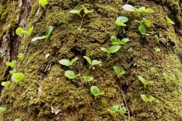 Nature clings and climbs everywhere (Photo: RS Reynolds)