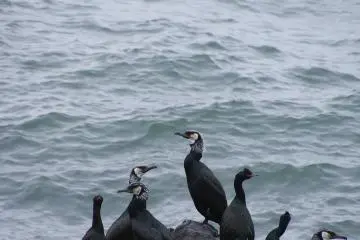 <p>Un attroupement de guillemots &agrave; lunettes le long du rivage</p>
