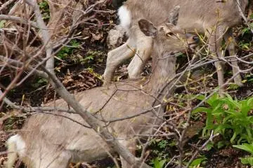 <p>Des cerfs (Sika) s'arr&ecirc;tent pour grignoter</p>