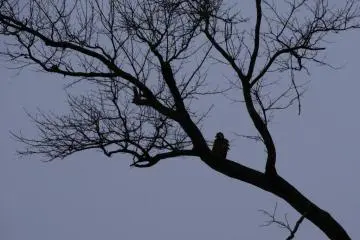 <p>Un aigle &agrave; queue blanche dans la p&eacute;nombre du cr&eacute;puscule</p>
