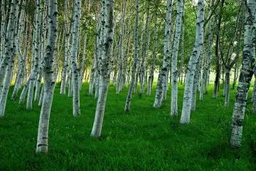 The birch forest