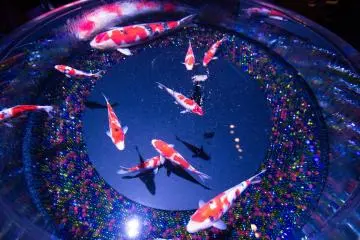 The highest grade breed of nishikigoi elegantly swimming in the Floatingrium
