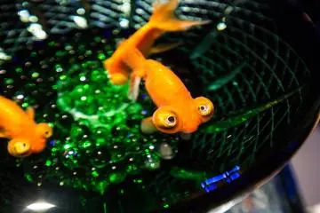 The cute little goldfish posing for the photo. 