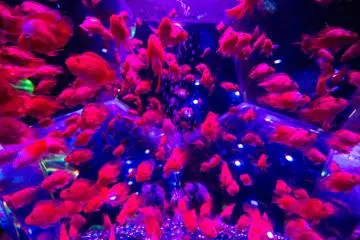 There are more fishes than people. 