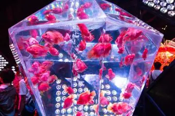 The Prisrium F.18 gives an elegant warping effect to the fishes.