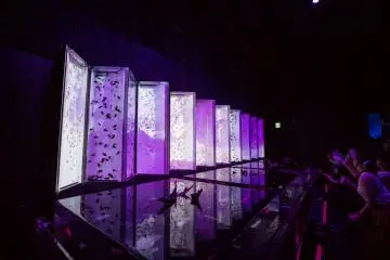 The traditional Japanese folding combined with modern projection mapping technology, and of course, goldfishes as well. 