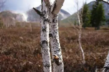White Birch stands as Mt. Iwo sits in the distance